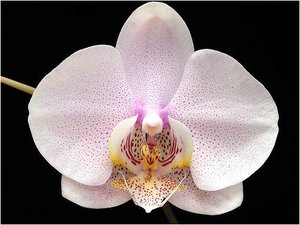 Bloemen Achtergronden Orchidee Bloem