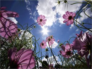 Bloemen Achtergronden 