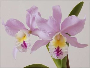 Bloemen Achtergronden 