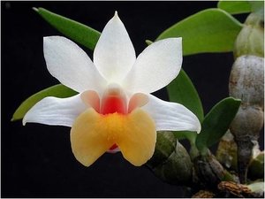 Bloemen Achtergronden 