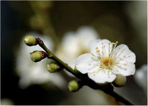 Bloemen Achtergronden 