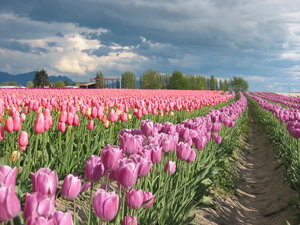 Bloemen Achtergronden 