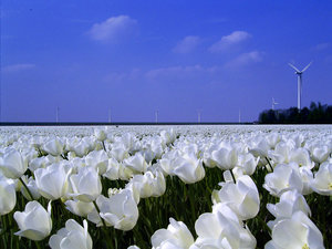 Bloemen Achtergronden 
