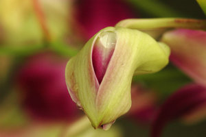 Bloemen Achtergronden 
