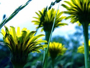 Bloemen Achtergronden 