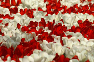 Bloemen Achtergronden 