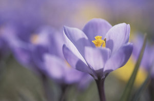 Bloemen Achtergronden 