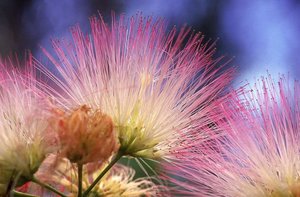 Bloemen Achtergronden 