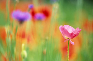 Bloemen Achtergronden 