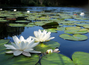 Bloemen Achtergronden 