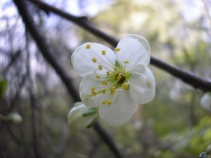 Bloemen Achtergronden 