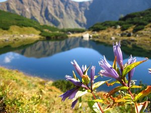 Bloemen Achtergronden 