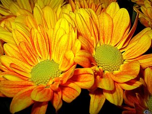 Bloemen Achtergronden 