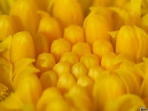 Bloemen Achtergronden 