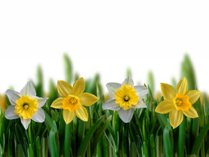 Bloemen Achtergronden 