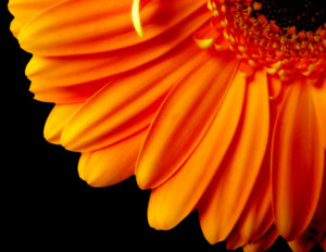 Bloemen Achtergronden 