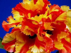 Bloemen Achtergronden 