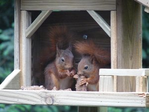 Dieren Achtergronden 