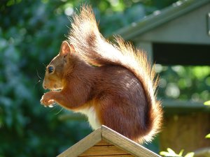 Dieren Achtergronden Een Eekhoorn Die Op Een Tuinhuisje Zijn Poot Likt