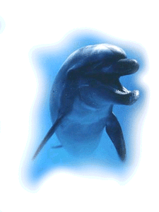 Dolfijnen Achtergronden 