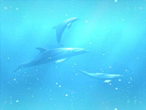 Dolfijnen Achtergronden Zwemmende Dolijnen