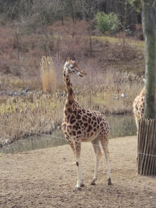 Achtergronden Giraffe 