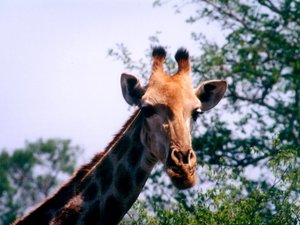 Achtergronden Giraffe 