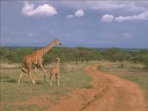 Achtergronden Giraffe 