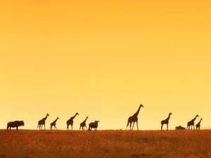Achtergronden Giraffe Afrika Safari Horizon
