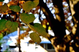 Achtergronden Herfst 