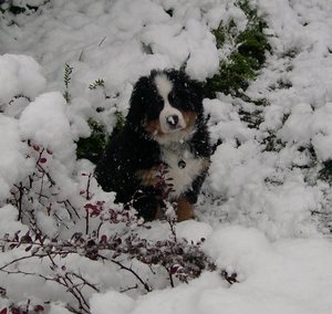 Honden Achtergronden 