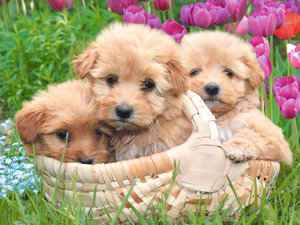 Honden Achtergronden Drie Puppys In Een Mandje Buiten