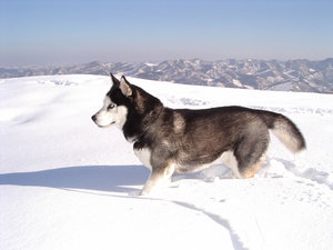 Honden Achtergronden Wolf In De Sneeuw