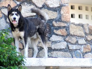 Honden Achtergronden 