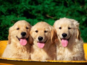 Honden Achtergronden Golden Retriever 3 Honden Met Tong Uit Hun Bekken In Kruiwagen