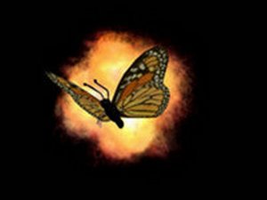 Achtergronden Hyves Vlinder Bij Nacht