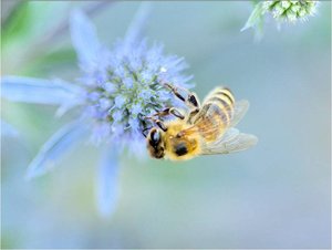 Insecten Achtergronden 