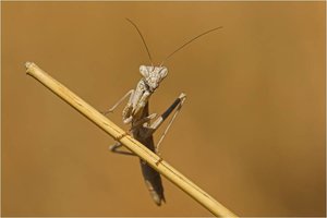 Insecten Achtergronden 