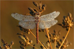 Insecten Achtergronden 