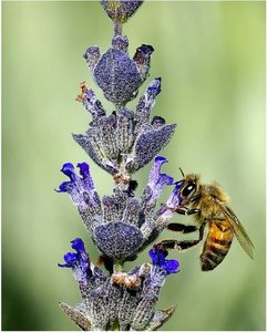 Insecten Achtergronden 