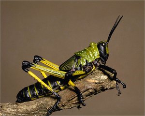 Insecten Achtergronden 