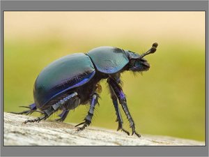 Insecten Achtergronden 