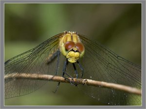 Insecten Achtergronden 