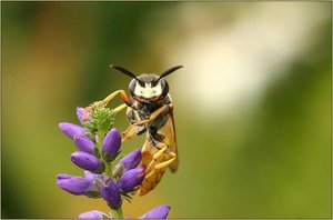 Insecten Achtergronden 