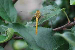 Insecten Achtergronden 