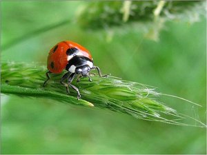 Insecten Achtergronden 