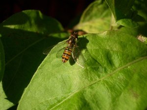 Insecten Achtergronden 