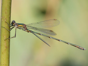 Insecten Achtergronden Libelle