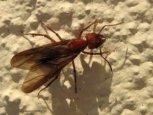 Insecten Achtergronden 