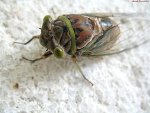 Insecten Achtergronden 